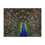 Bright regal peacock photo