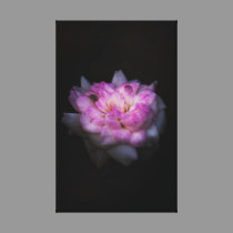 Bright Rose canvas print canvas prints