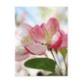 Bright Spring Apple Blossoms Postcard