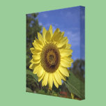 Bright summer yellow sunflower in blue sky canvas prints