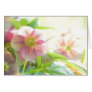 Bright Sunshine On Hellebore Flowers Cards
