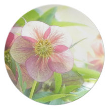 Bright Sunshine On Hellebore Flowers Plate