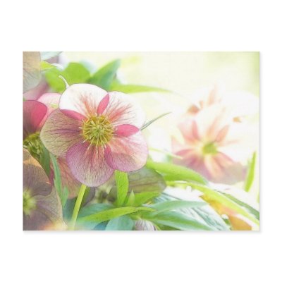 Bright Sunshine On Hellebore Flowers Post Card by Pretty_World
