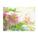 Bright Sunshine On Hellebore Flowers postcards