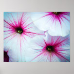 bright white and hot pink petunias poster