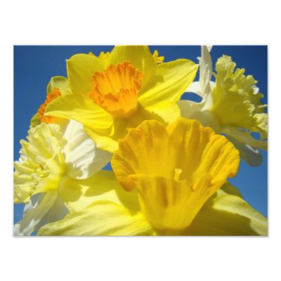 Bright Yellow Daffodil Flowers Photography prints by Basleeartprintgifts