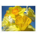 Bright Yellow Daffodil Flowers Photography prints