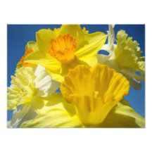 Bright Yellow Daffodil Flowers Photography prints
