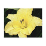 Bright Yellow Daylily