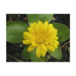 Bright Yellow Marigold Postcard