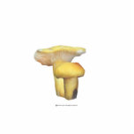 Bright Yellow Mushrooms Sculpture Photo Cut Out