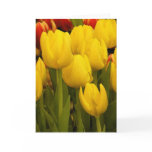 Bright Yellow Tulips Card