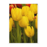 Bright Yellow Tulips Post Card
