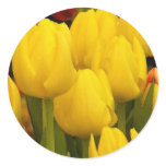 Bright Yellow Tulips Sticker