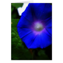 Brilliant Blue Morning Glory Photograph Greeting Card