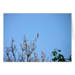 Brilliant Cardinal card
