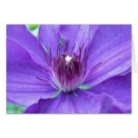 Brilliant Clematis Greeting Cards