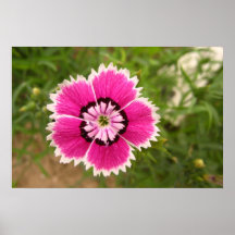 Brilliant flower print