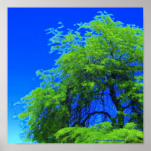 BRILLIANT MESQUITE TREE PRINT