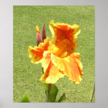 Brilliant Orange and Yellow Flower Poster