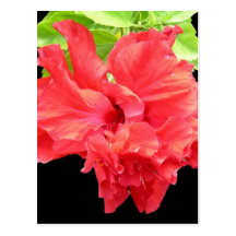 Brilliant Red Hibiscus Flower Postcard