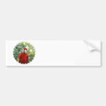 Brilliant Red Parrot Bumper Sticker