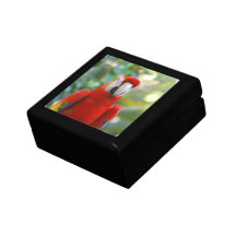 Brilliant Red Parrot  Gift Box