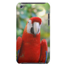 Brilliant Red Parrot  iTouch Case Barely There iPod Case