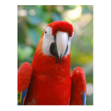 Brilliant Red Parrot Postcard