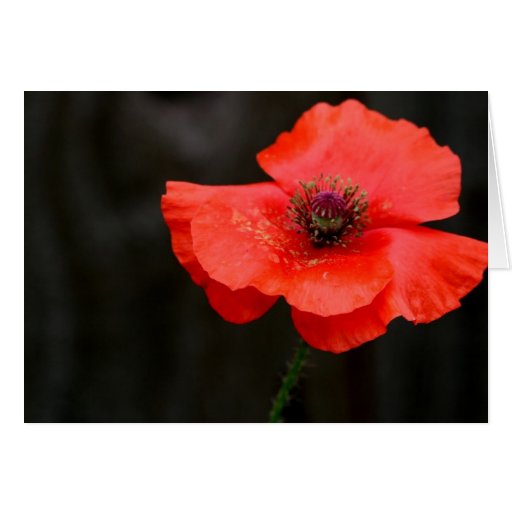Brilliant Red Poppy Cards