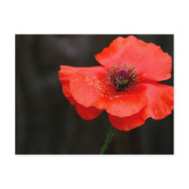 Brilliant Red Poppy Postcard