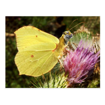 Brimstone tiger postcard