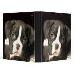 Brindle boxer puppy binder