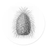 Bristlecone Fir Sticker