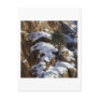 Bristlecone Pine 1 Postcard