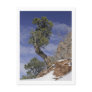 Bristlecone Pine 2 Post Card