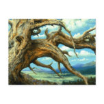 Bristlecone Pine Postcard