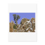 Bristlecone Pine Post Cards