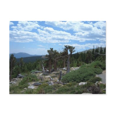 Bristlecone Pine Tree, Mount Evans, Colorado by GardenOfLife