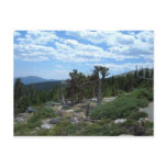 Bristlecone Pine Tree, Mount Evans, Colorado postcards