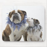 British bulldog and puppy wearing jester collar, mouse pads