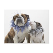 British bulldog and puppy wearing jester collar, postcard
