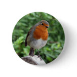 British Robin Pinback Buttons