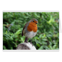 British Robin Greeting Cards