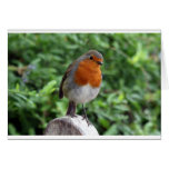 British Robin cards