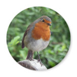 British Robin Magnet