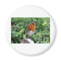 British Robin Magnets