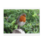 British Robin Postcards