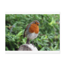 British Robin Postcards