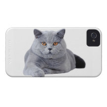 British shorthair cat iPhone 4 Case-Mate cases